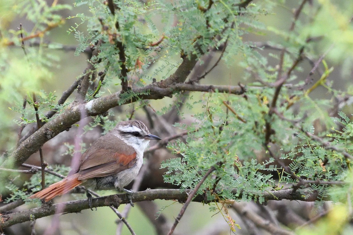 Stripe-crowned Spinetail - ML646855453