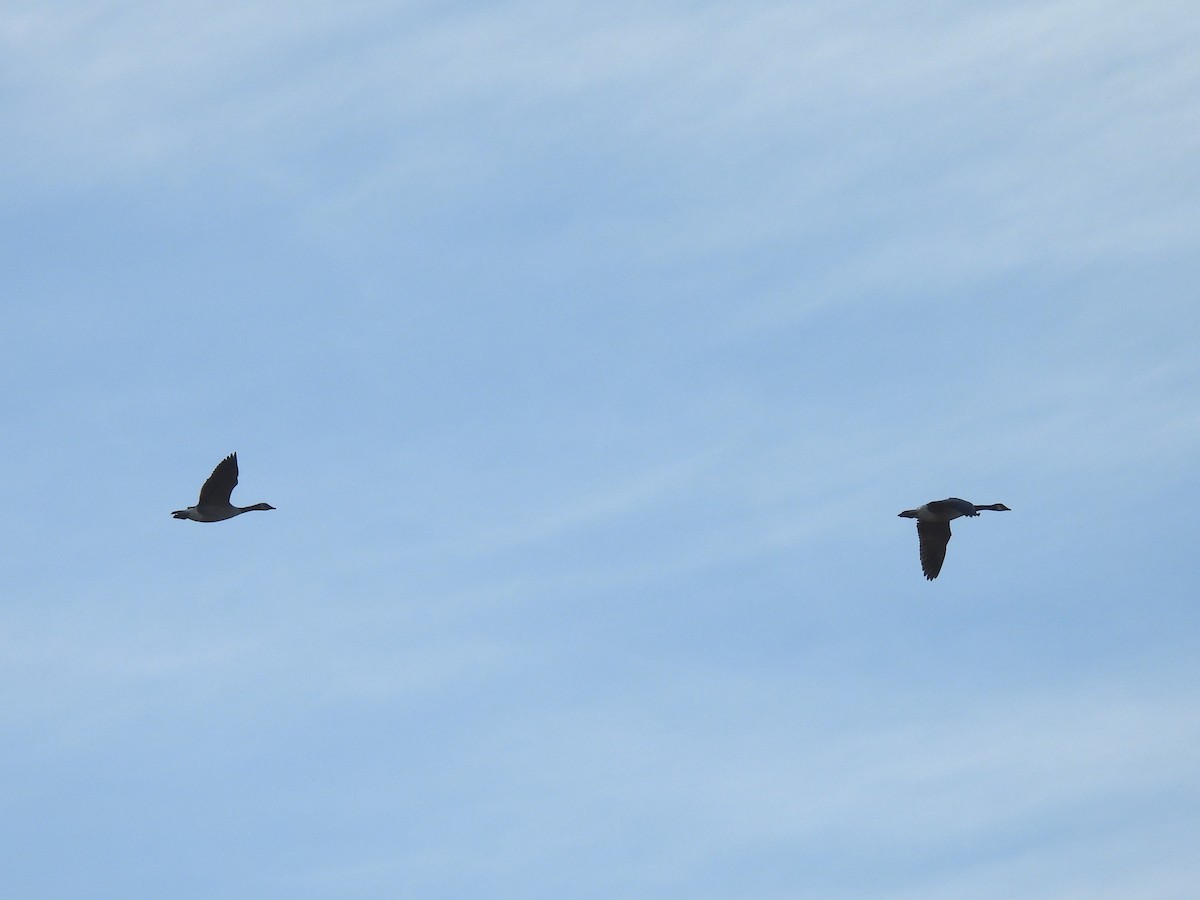 Barnacla Canadiense Grande - ML646855459