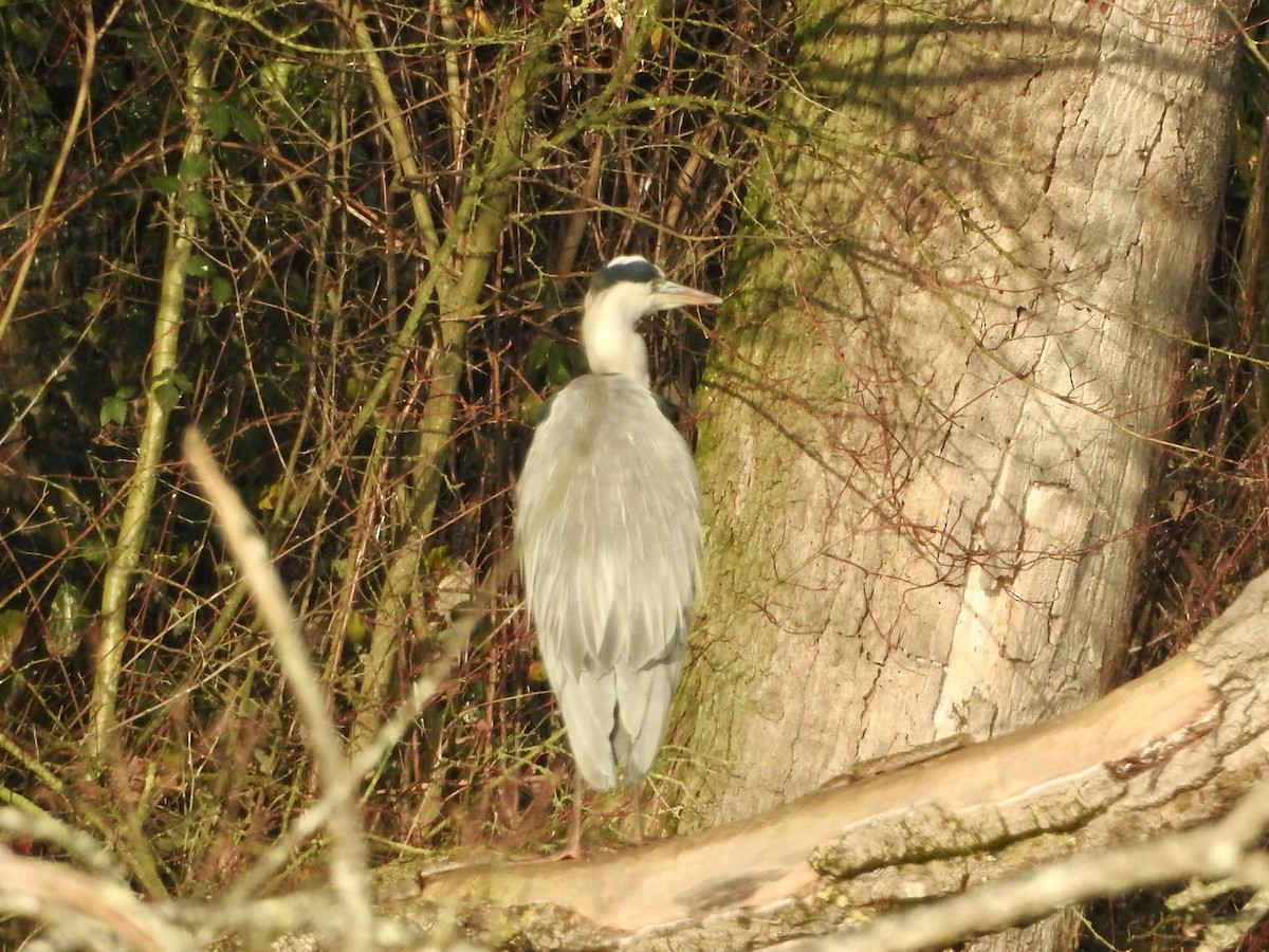 Gray Heron - ML646855462