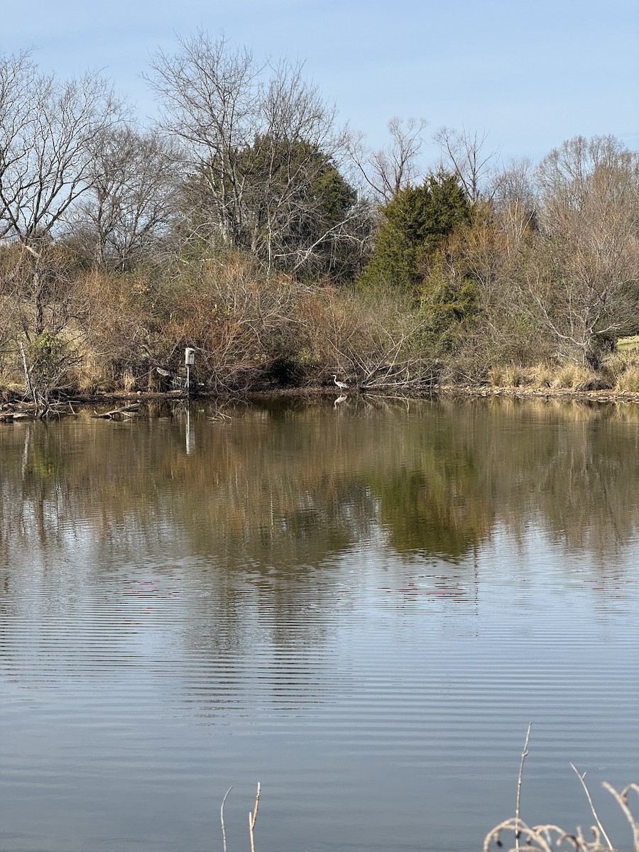 Great Blue Heron - ML646855464