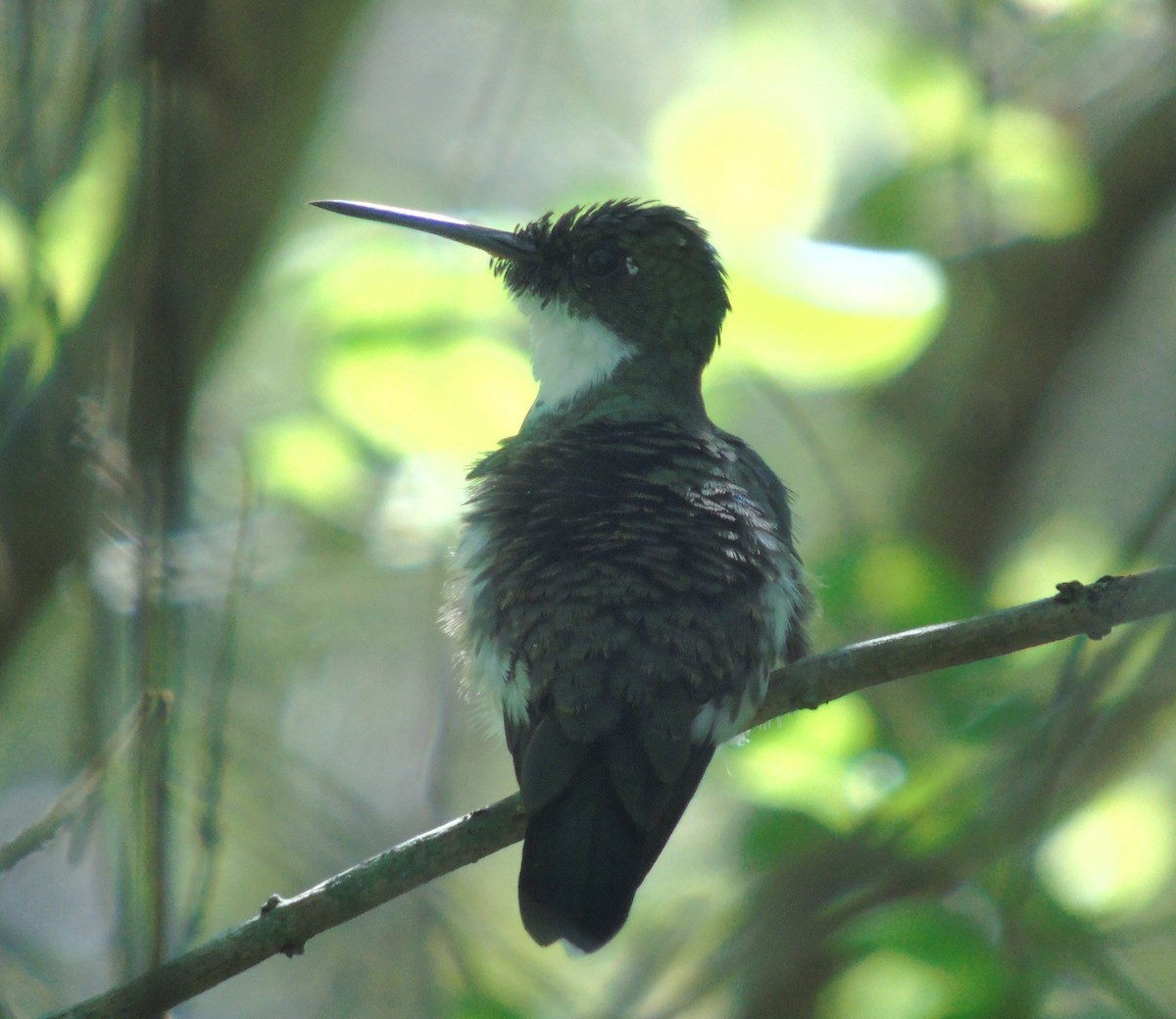 White-throated Hummingbird - ML646855465