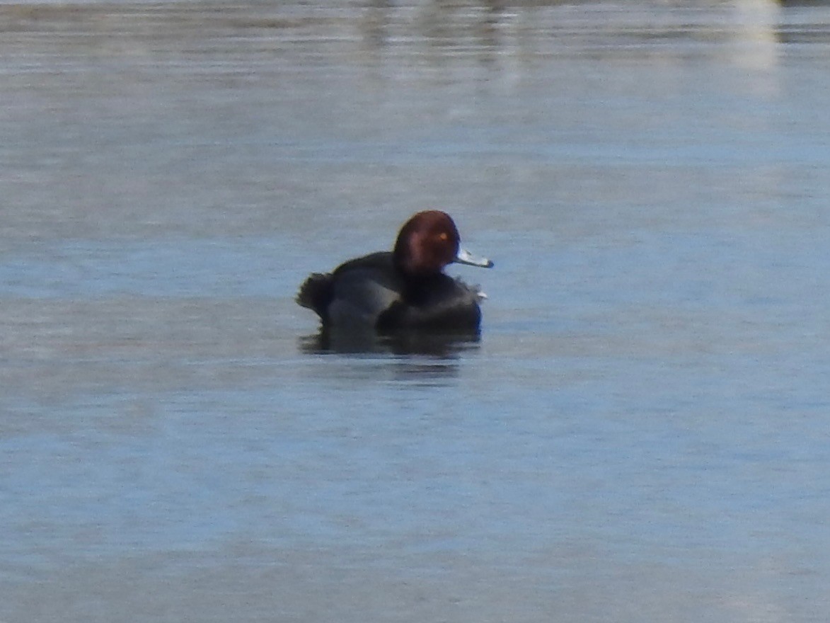 アメリカホシハジロ - ML646855467