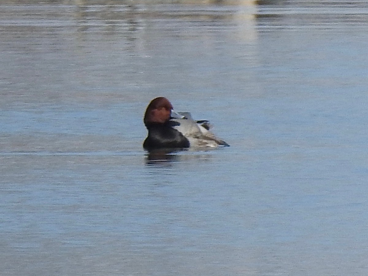 アメリカホシハジロ - ML646855468