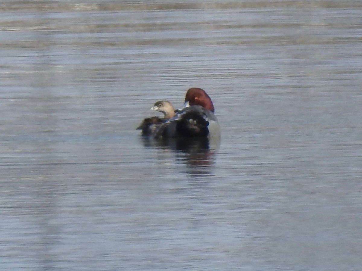 アメリカホシハジロ - ML646855469