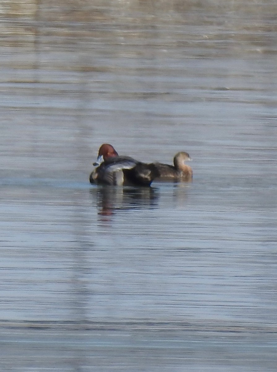 アメリカホシハジロ - ML646855470