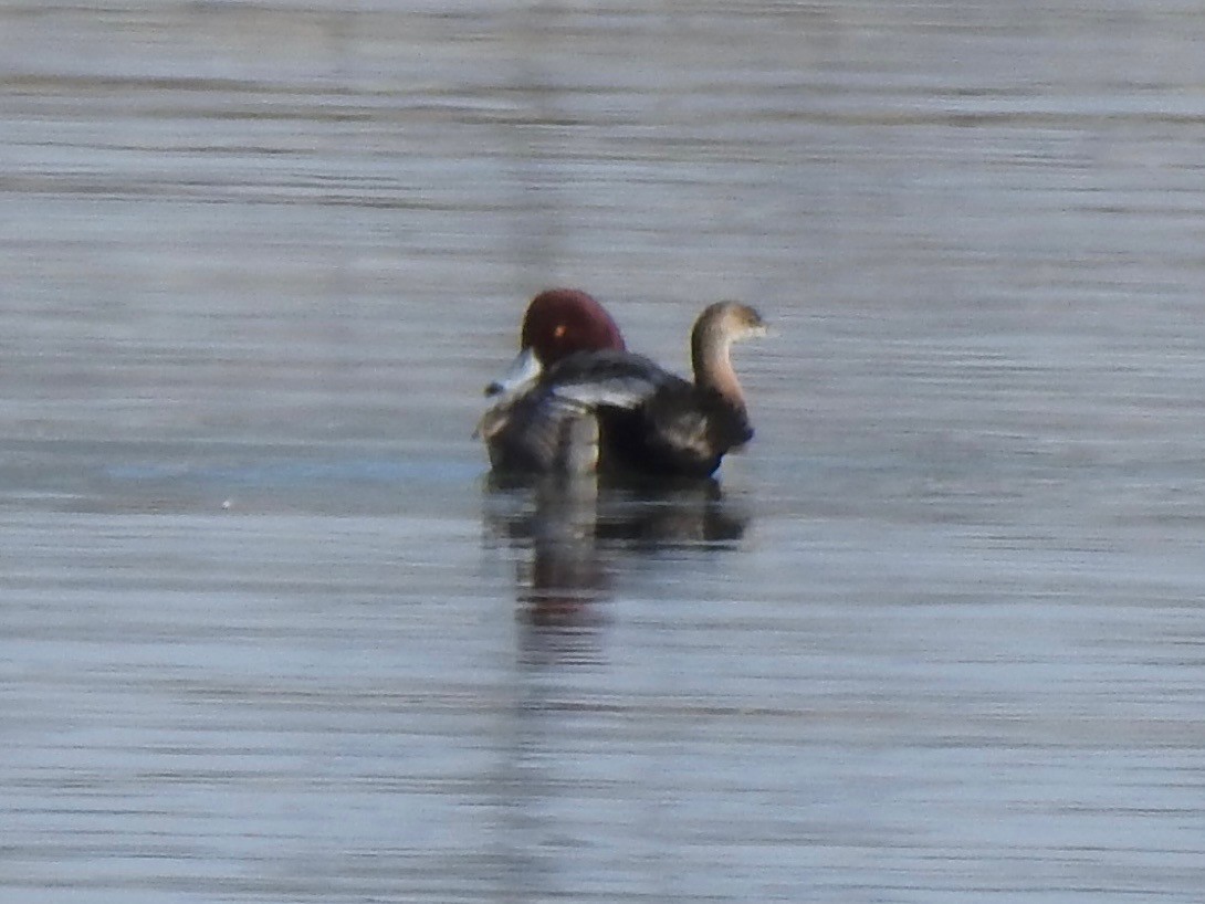 アメリカホシハジロ - ML646855471