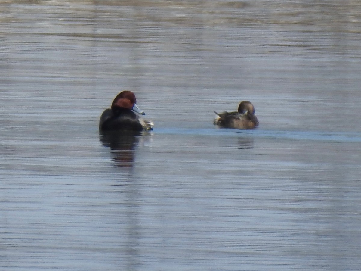 アメリカホシハジロ - ML646855472