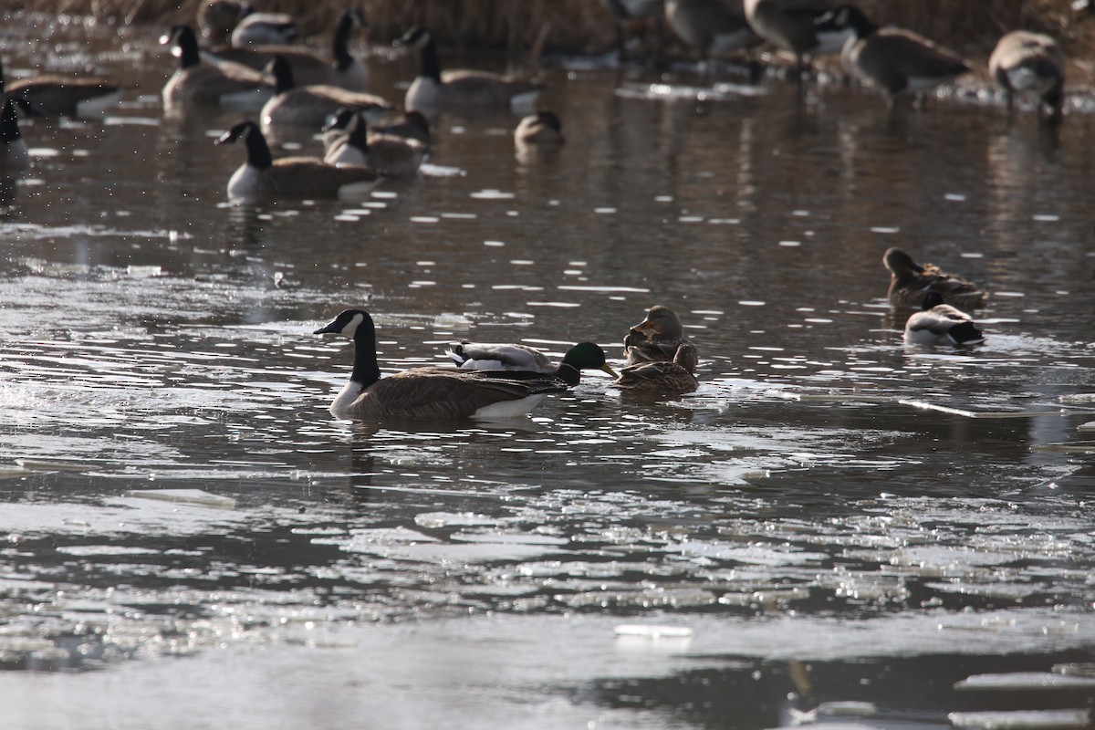 Oca canadese maggiore - ML646855475