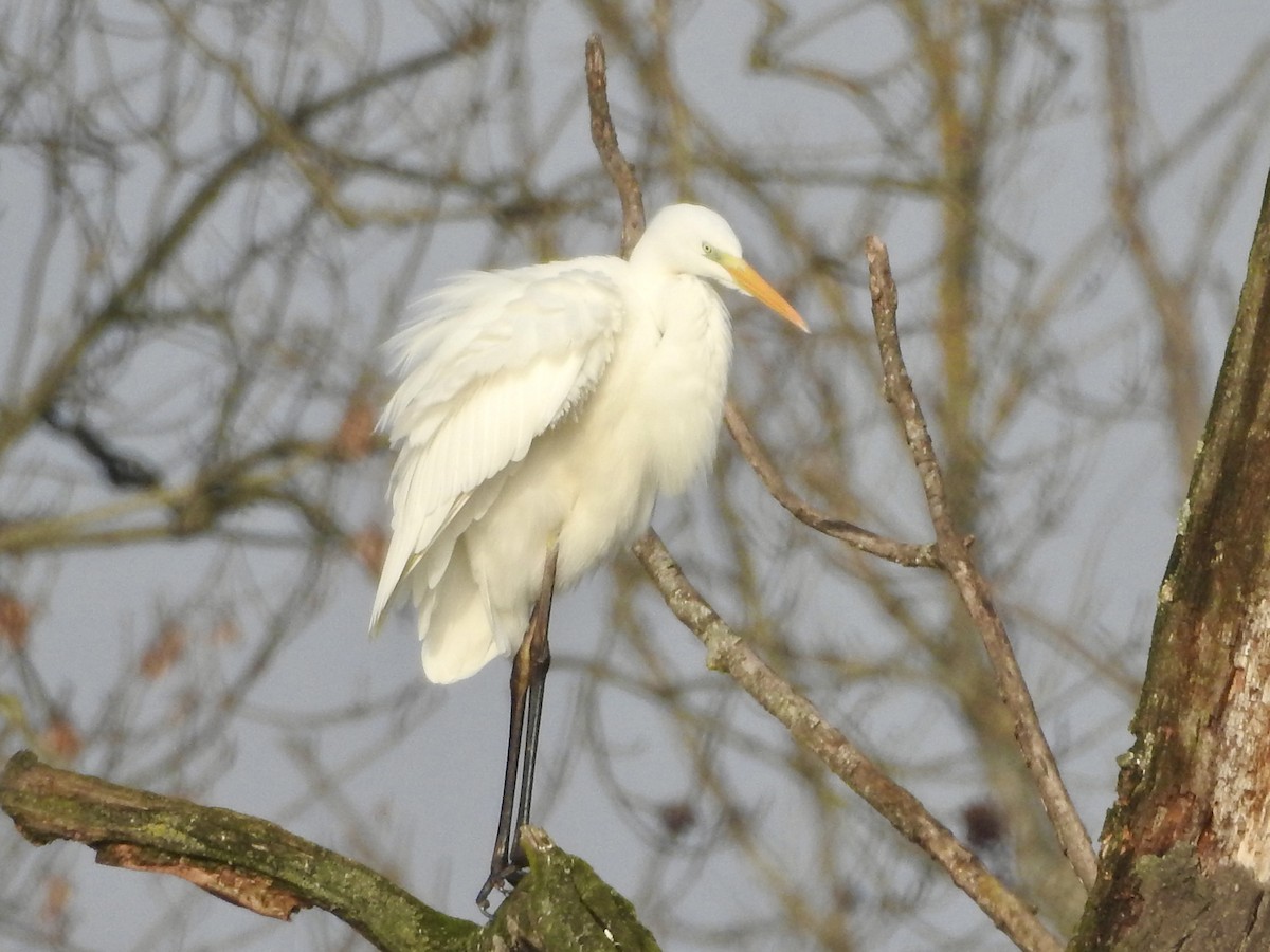 Great Egret - ML646855476