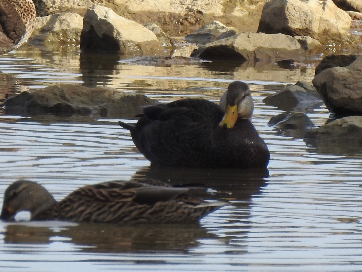 アメリカガモ - ML646855478