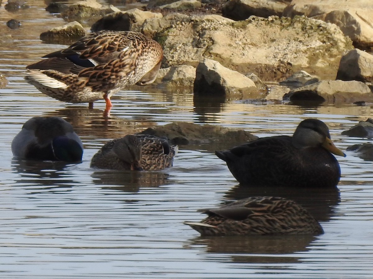 アメリカガモ - ML646855479