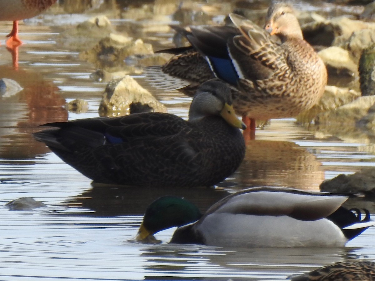 アメリカガモ - ML646855480