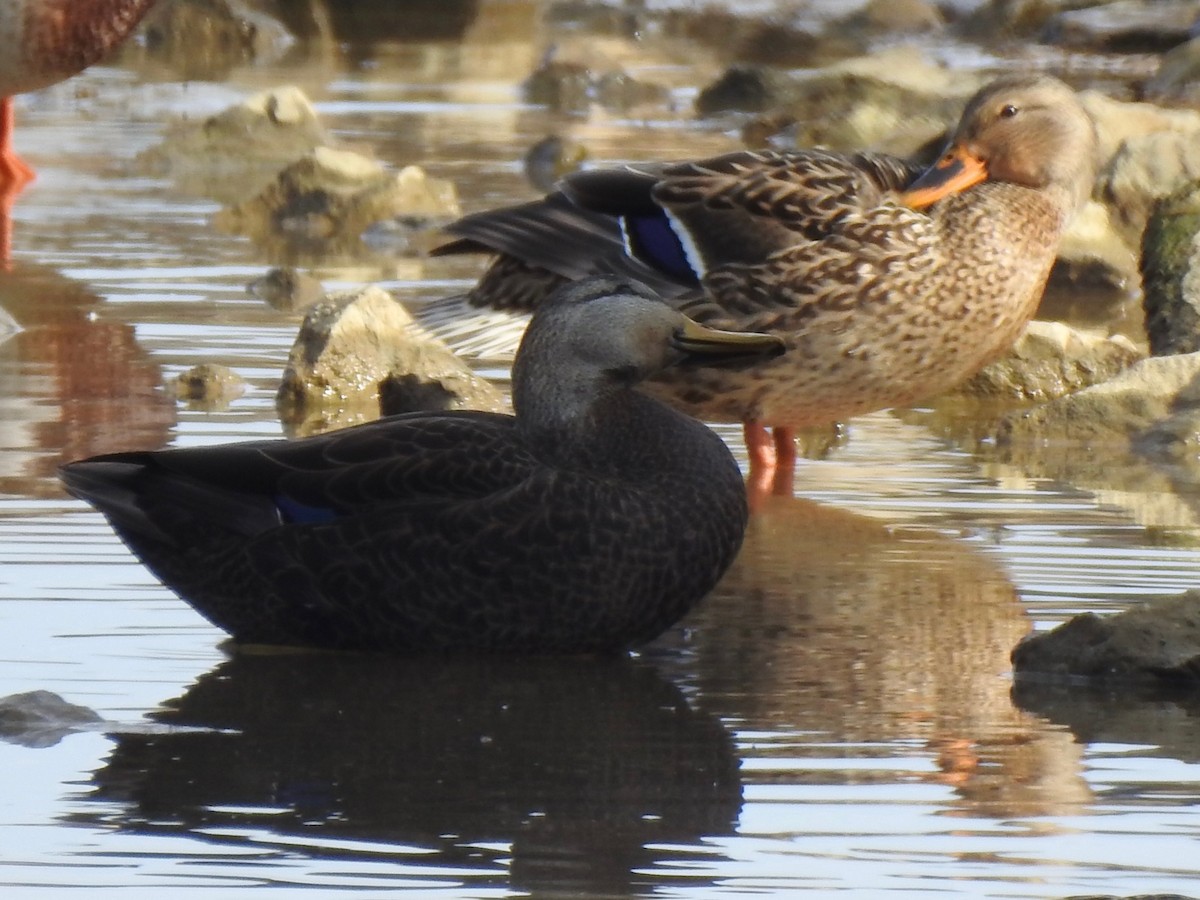 アメリカガモ - ML646855481