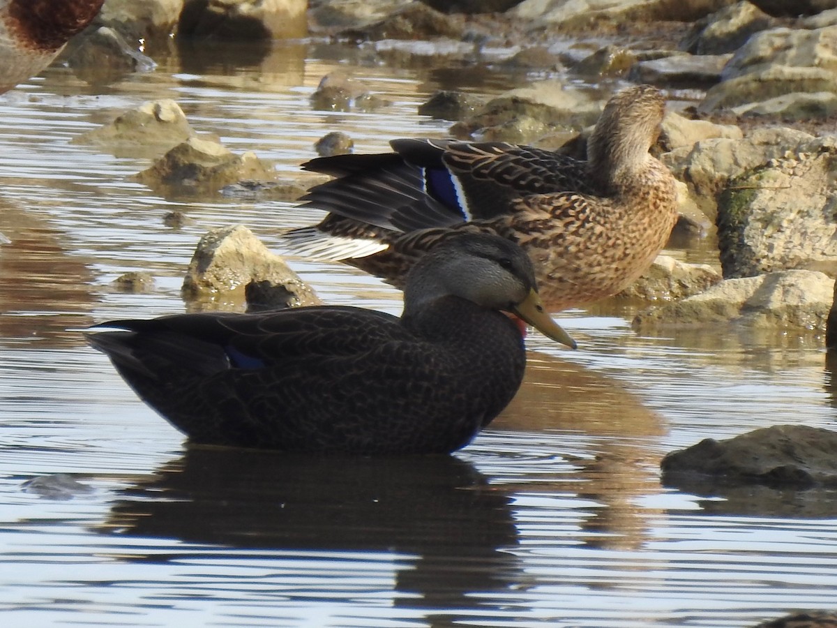 アメリカガモ - ML646855482