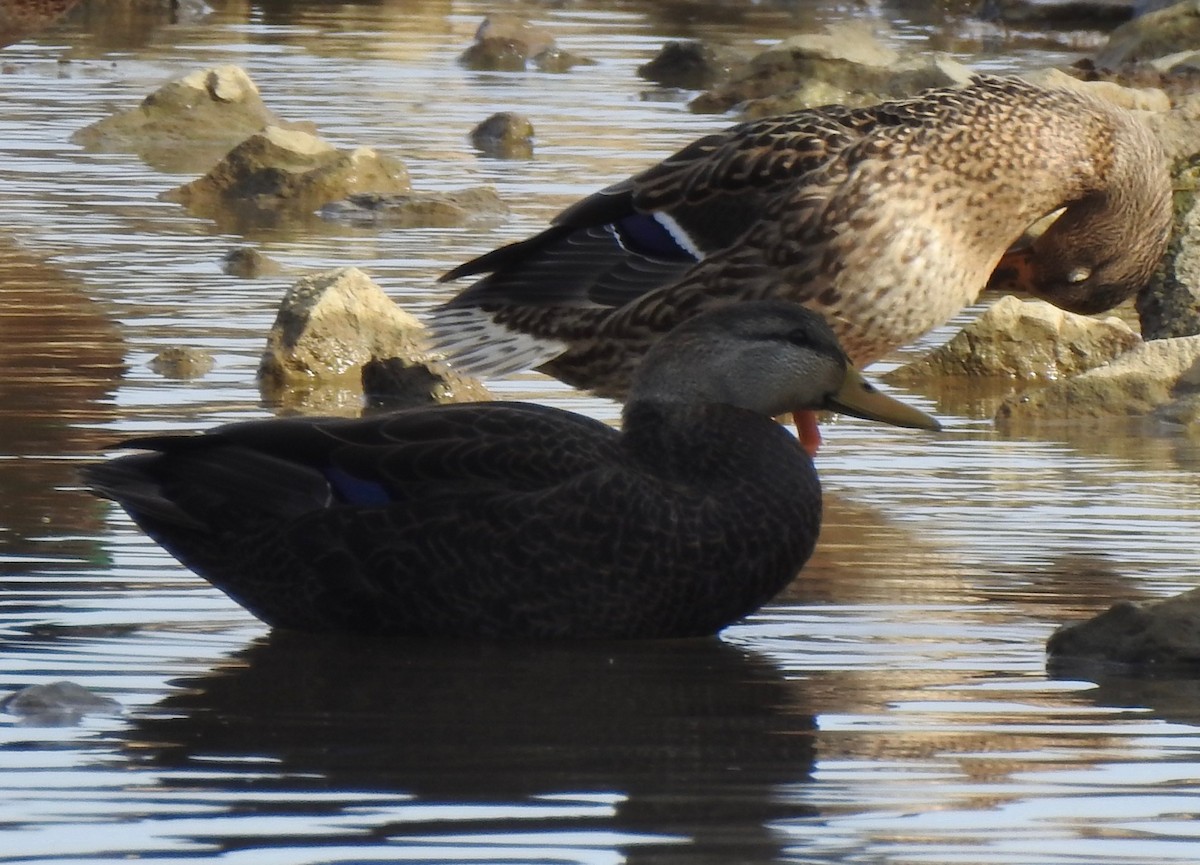 アメリカガモ - ML646855483