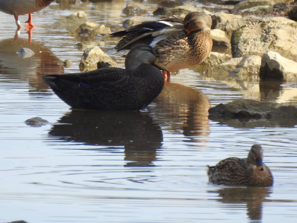 アメリカガモ - ML646855484