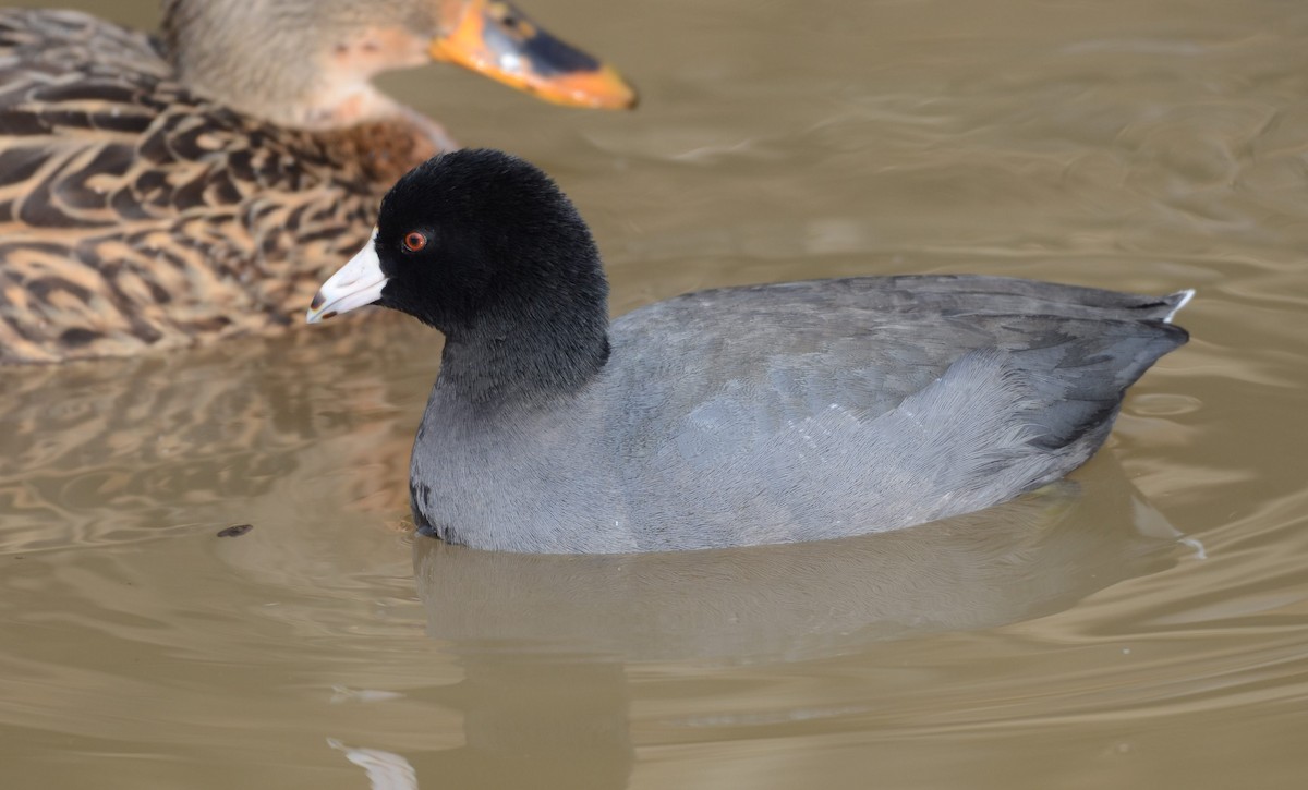 amerikasothøne - ML646855486