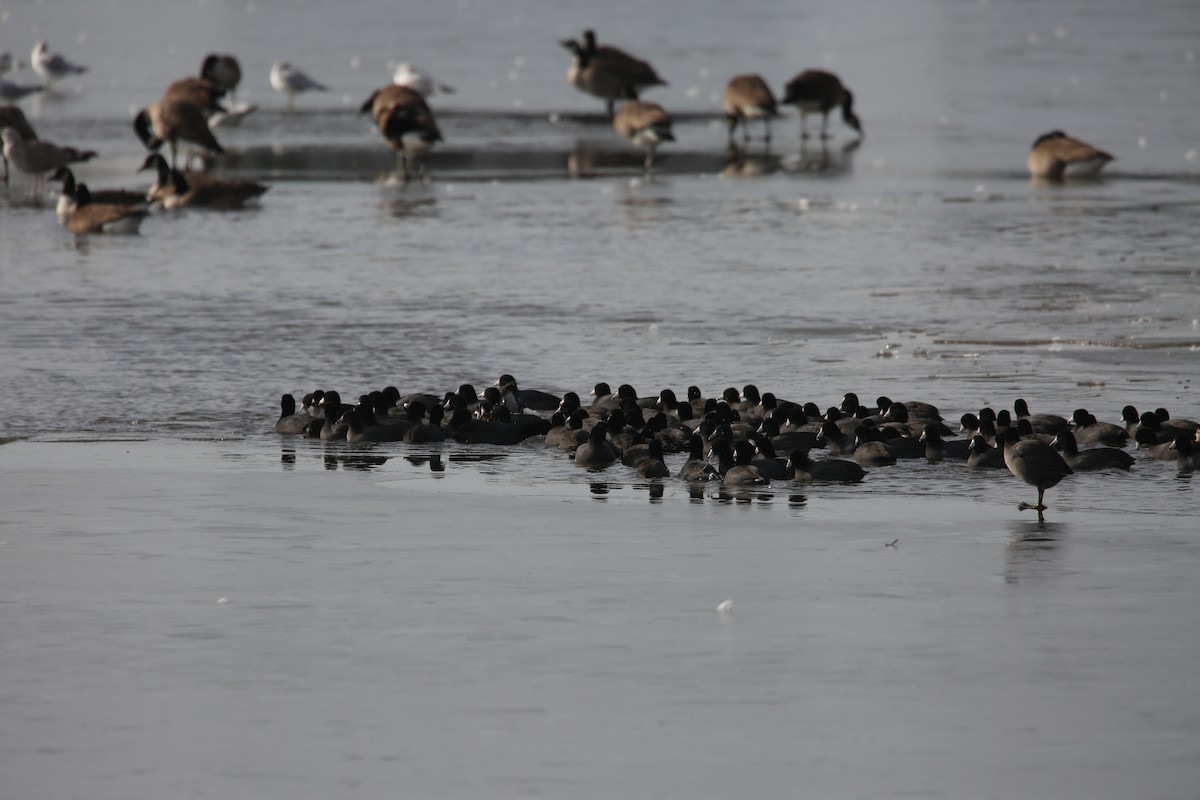 American Coot - ML646855487
