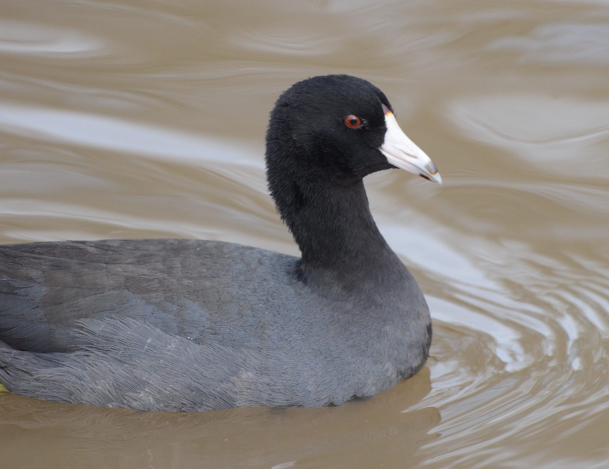 amerikasothøne - ML646855488