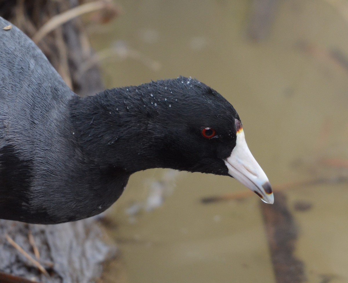 amerikasothøne - ML646855489