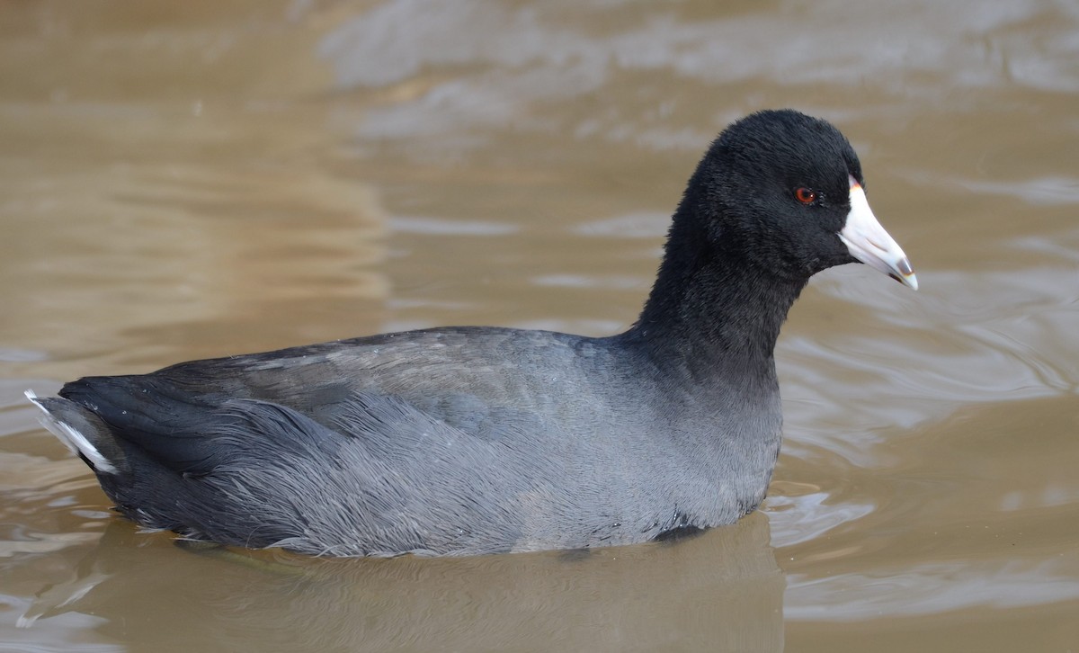 amerikasothøne - ML646855490