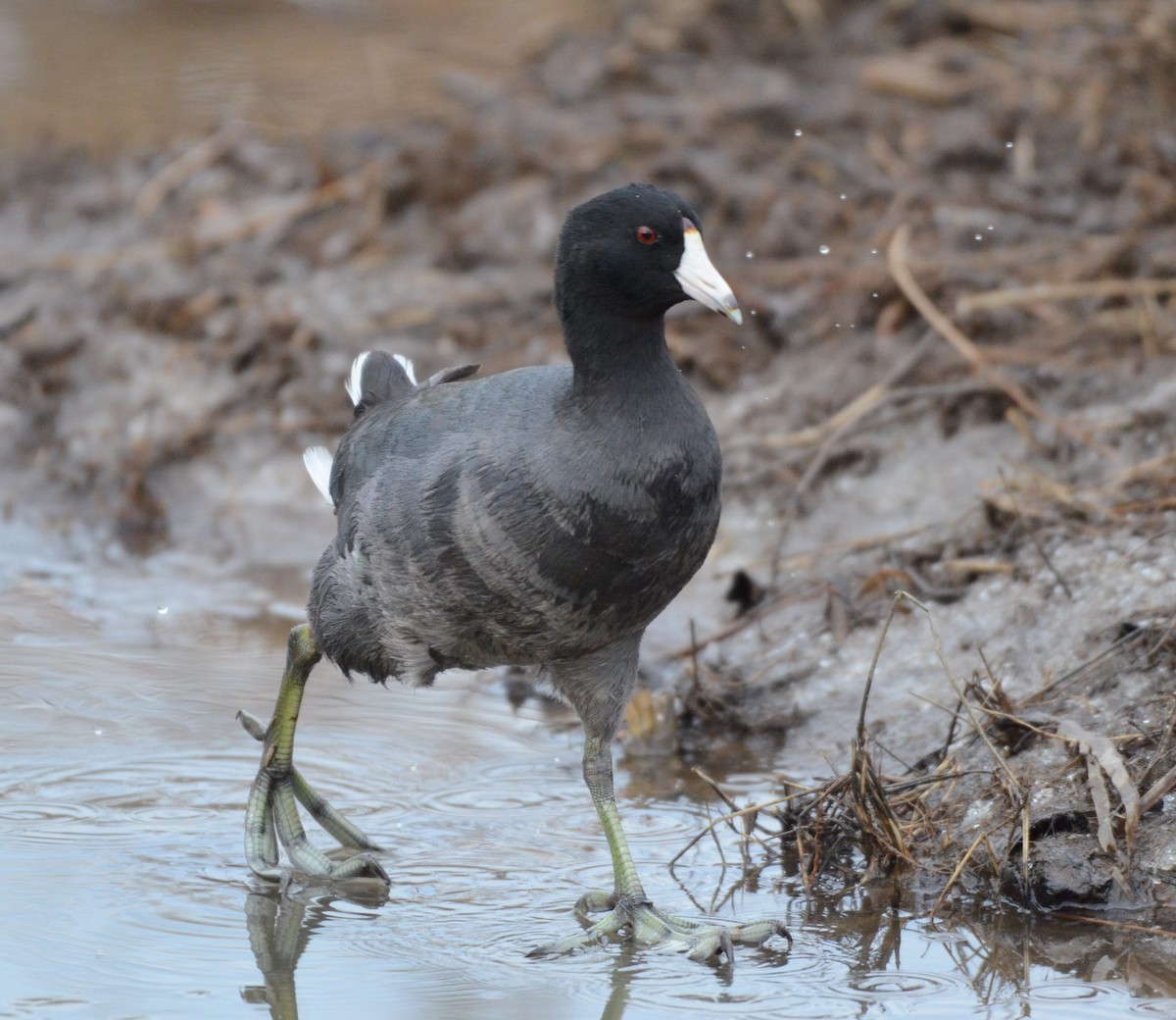 amerikasothøne - ML646855491