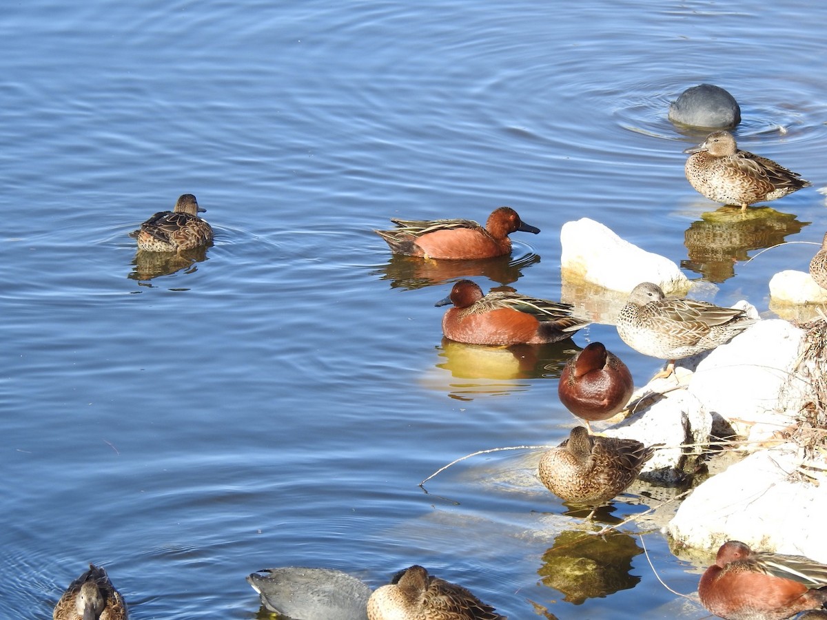 アカシマアジ - ML646855493