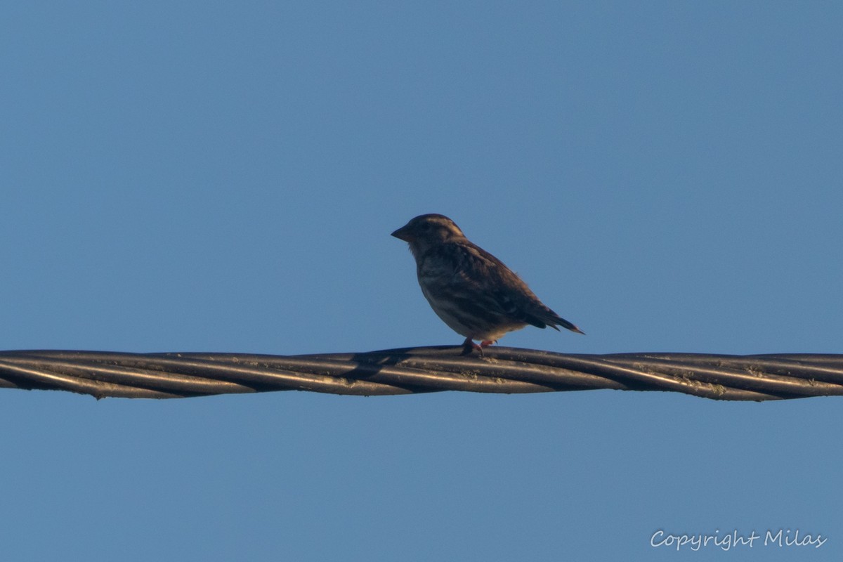 Rock Sparrow - ML646855498