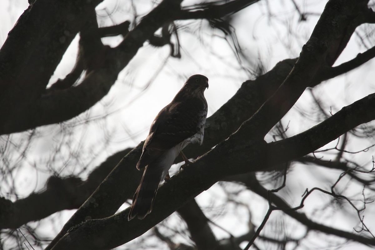 Cooper's Hawk - ML646855500