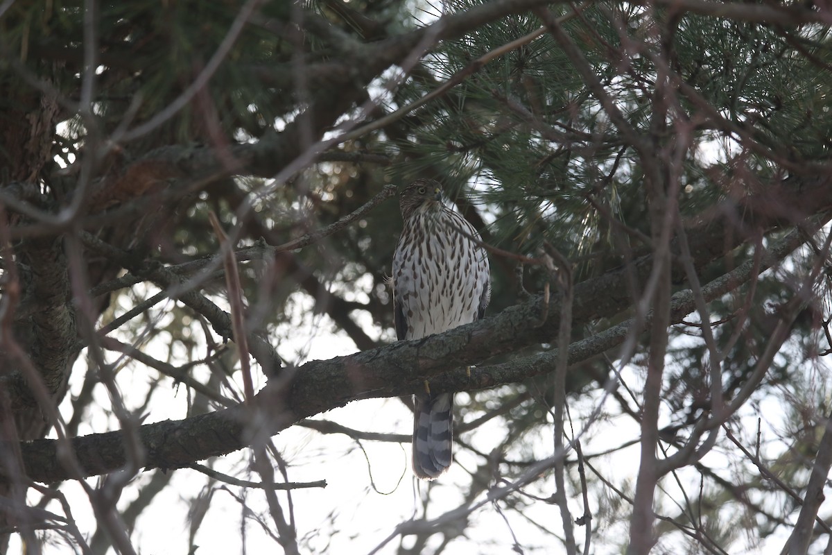 Cooper's Hawk - ML646855501