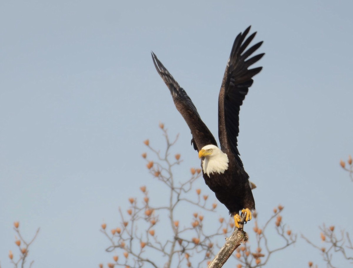 hvithodehavørn - ML646855503