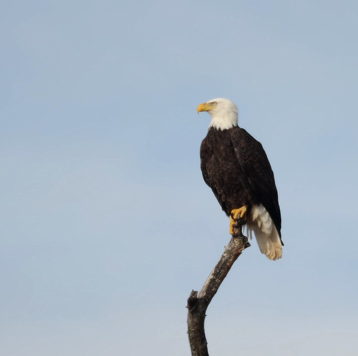 hvithodehavørn - ML646855504