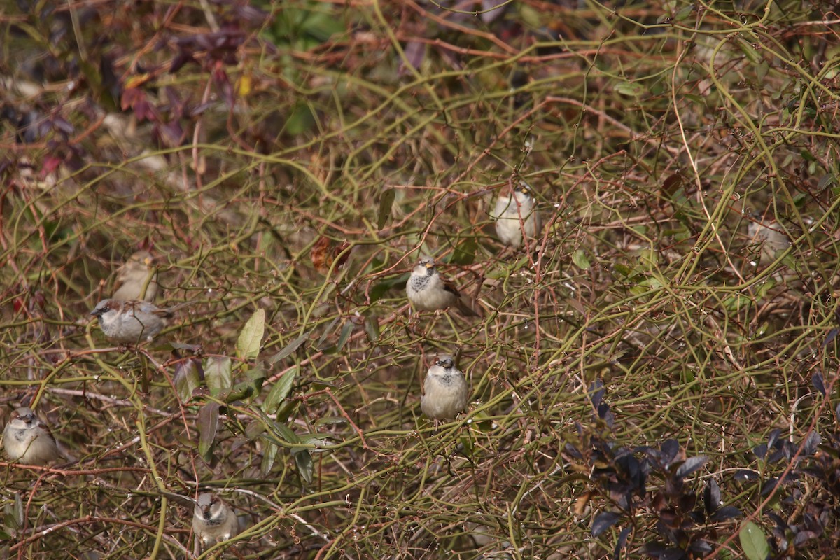 House Sparrow - ML646855505