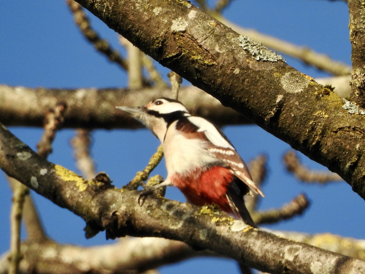 Great Spotted Woodpecker - ML646855506