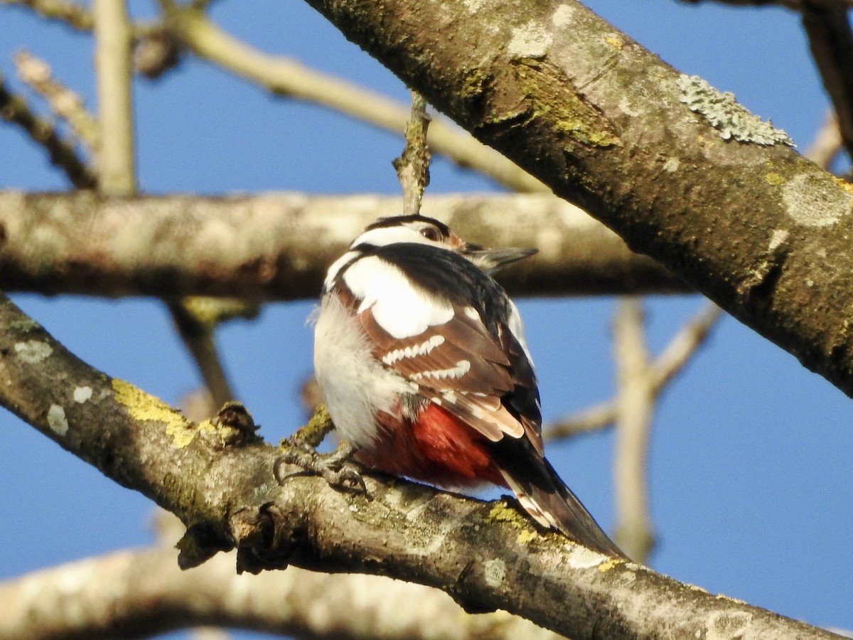 Great Spotted Woodpecker - ML646855507
