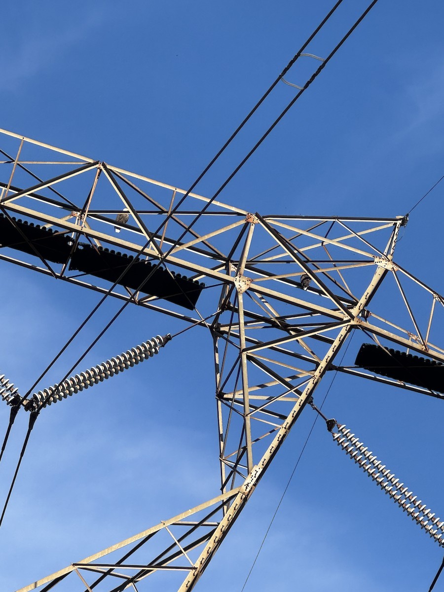 Bald Eagle - ML646855509