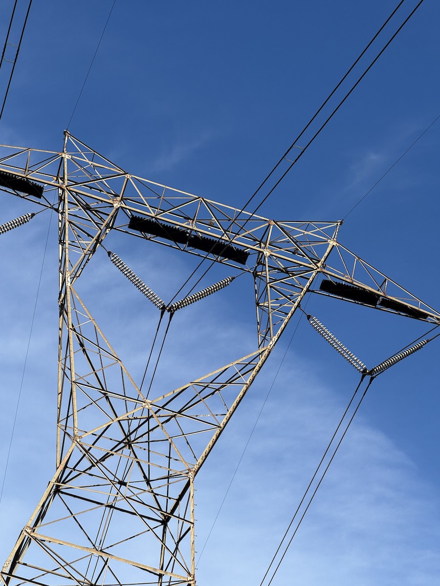 Bald Eagle - ML646855510