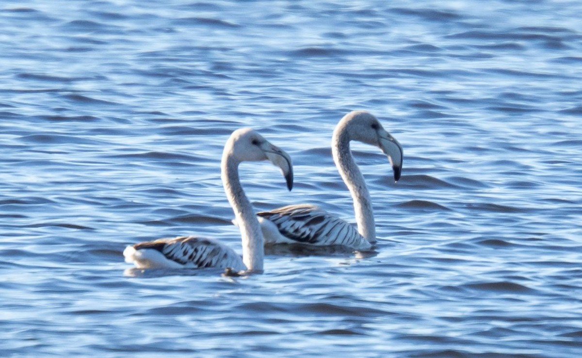 Greater Flamingo - ML646855511