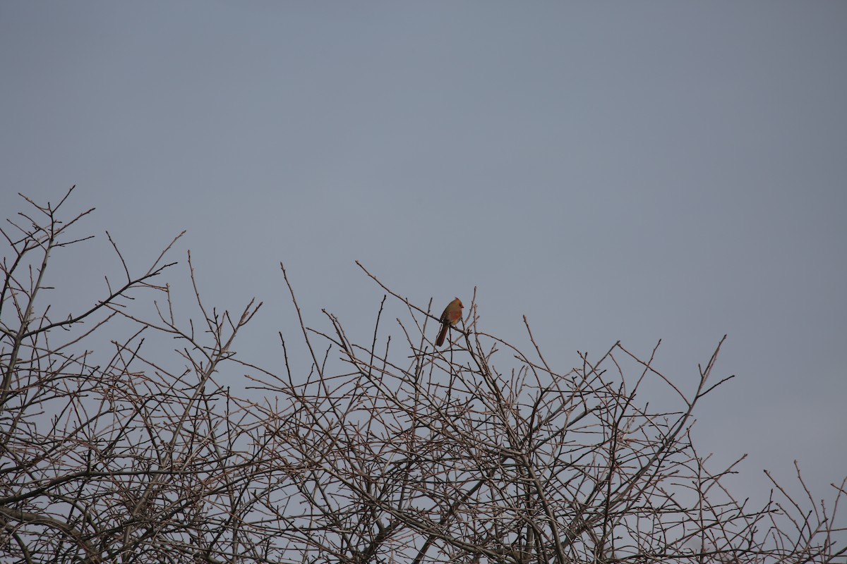 Northern Cardinal - ML646855512