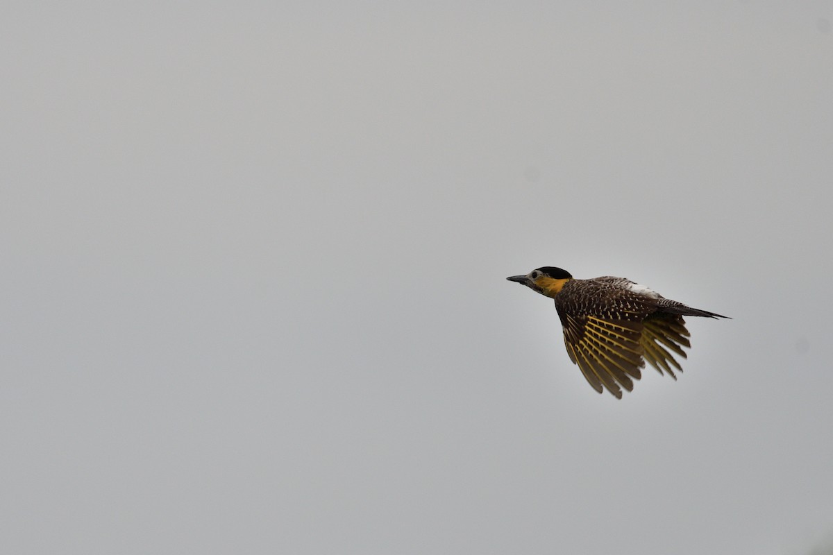 Campo Flicker - ML646855513