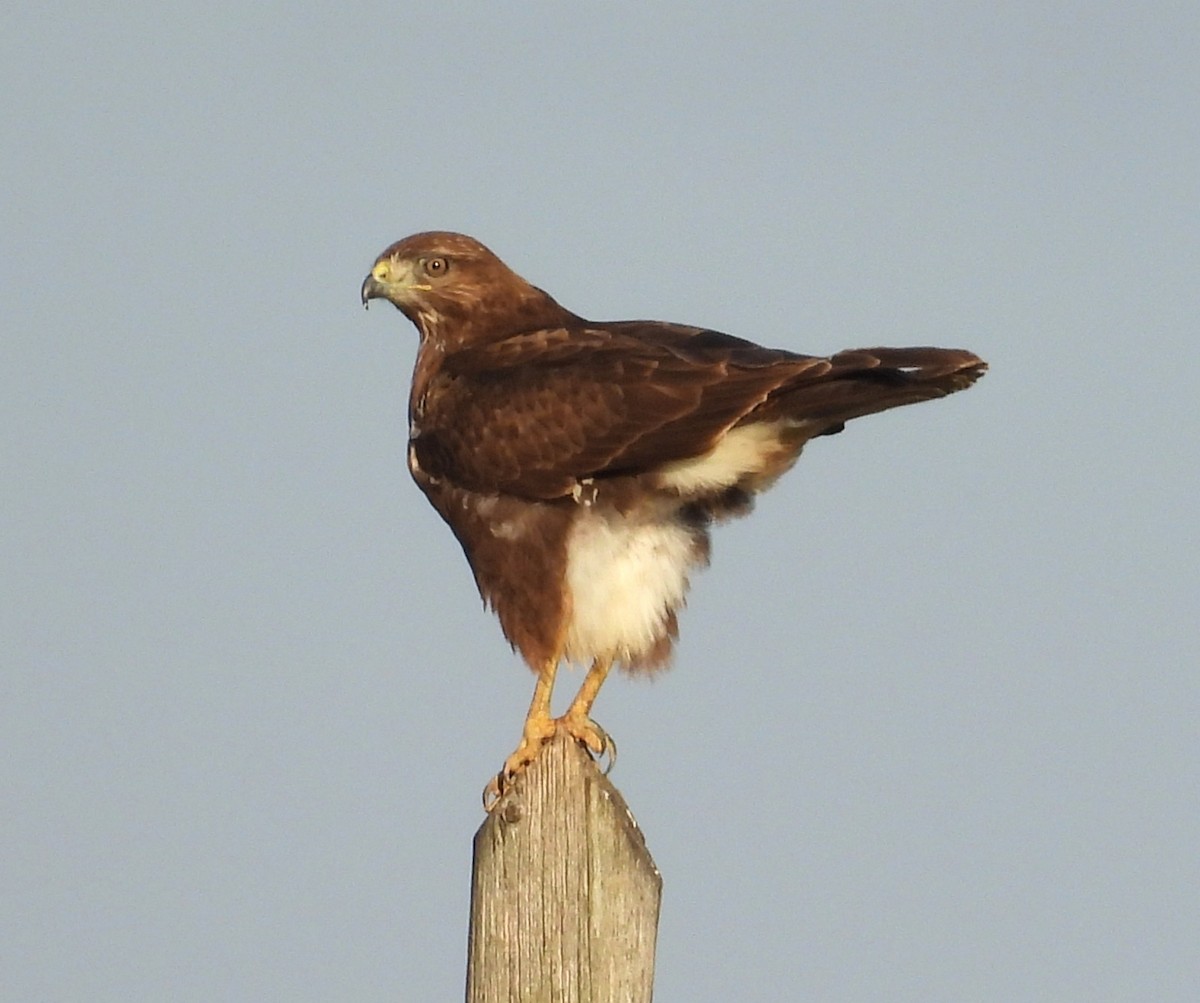 Common Buzzard - ML646855514