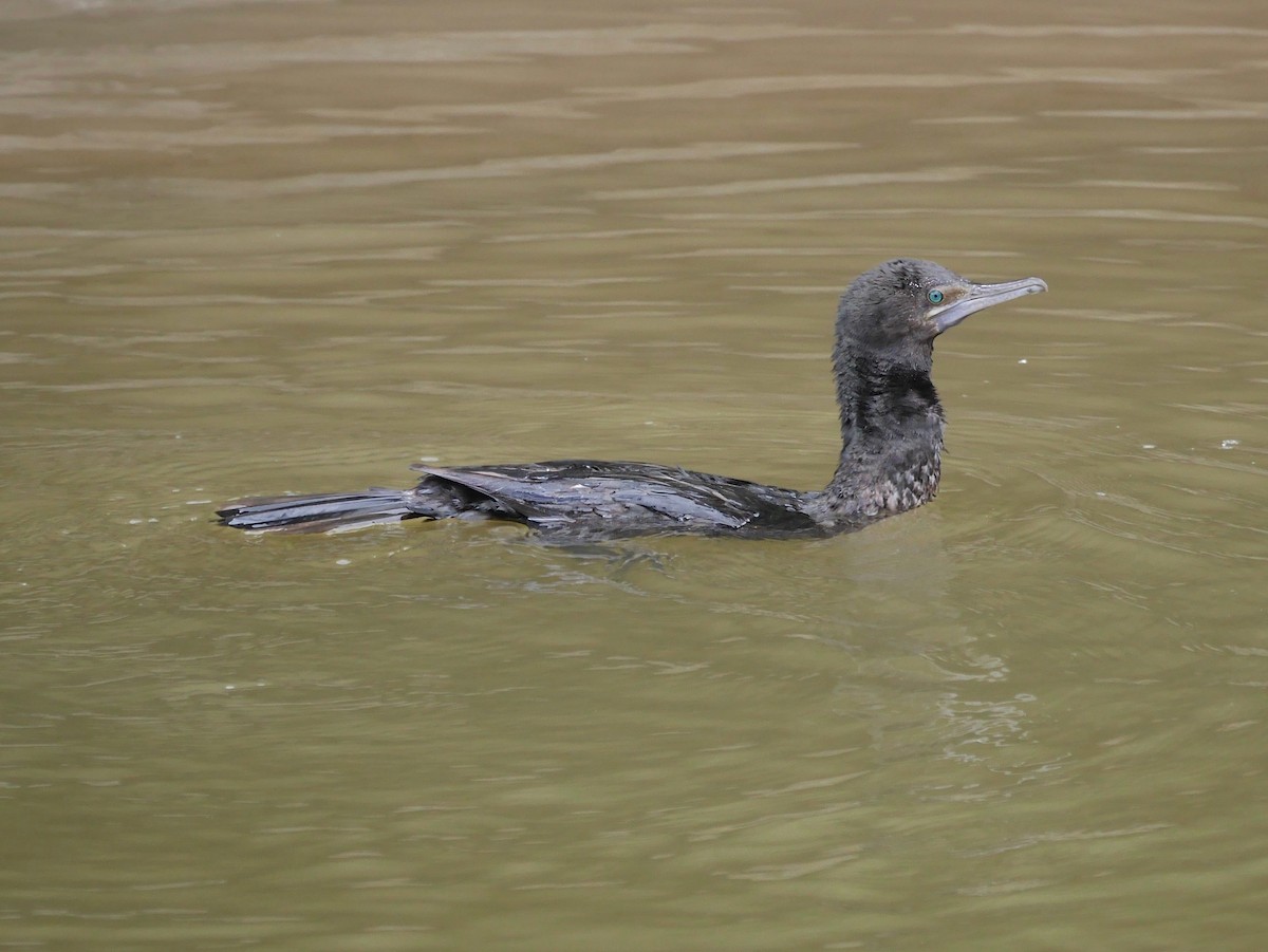Little Black Cormorant - ML646855515