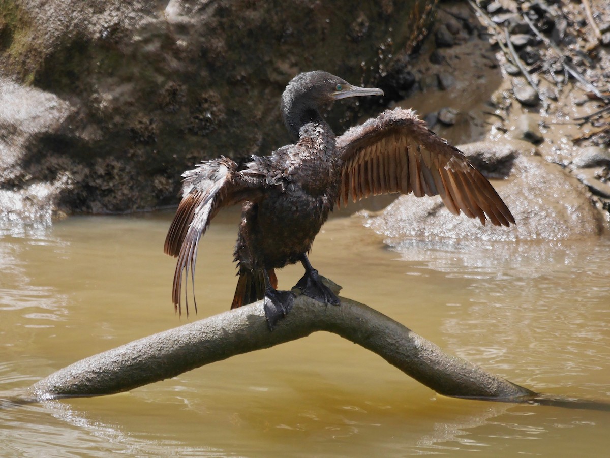Little Black Cormorant - ML646855516