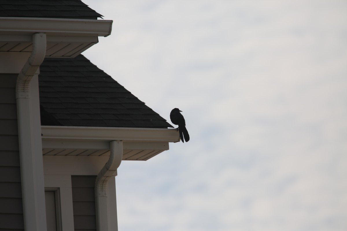 Boat-tailed Grackle - ML646855517