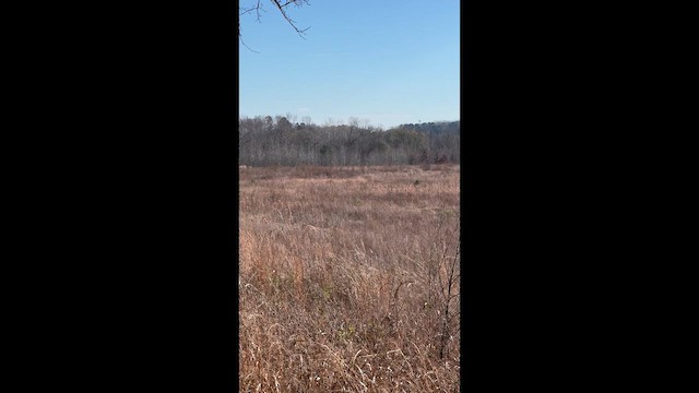 Northern Harrier - ML646855518