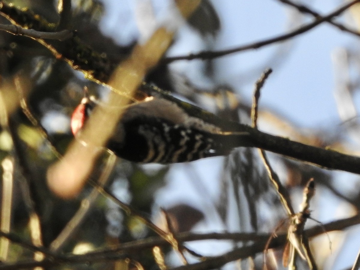 Lesser Spotted Woodpecker - ML646855519