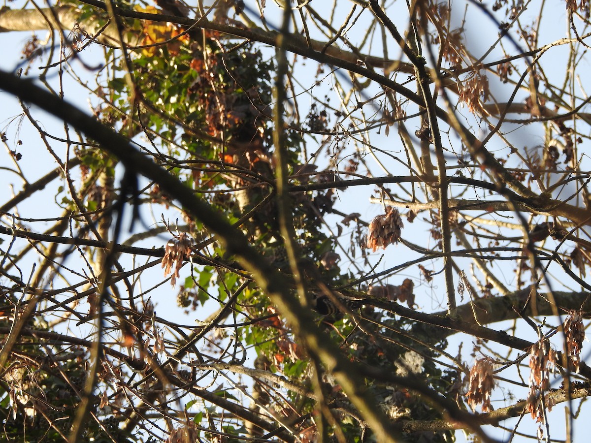 Lesser Spotted Woodpecker - ML646855520