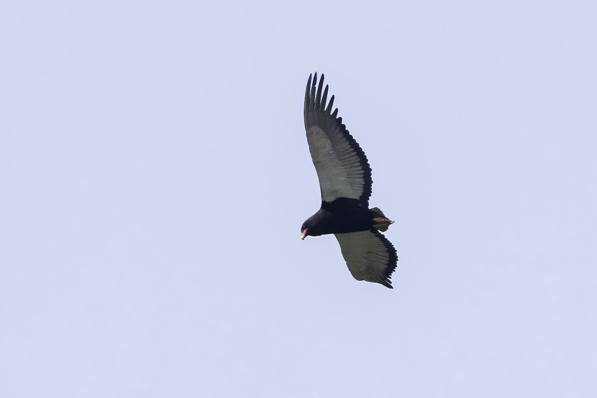 Bateleur - ML646855521