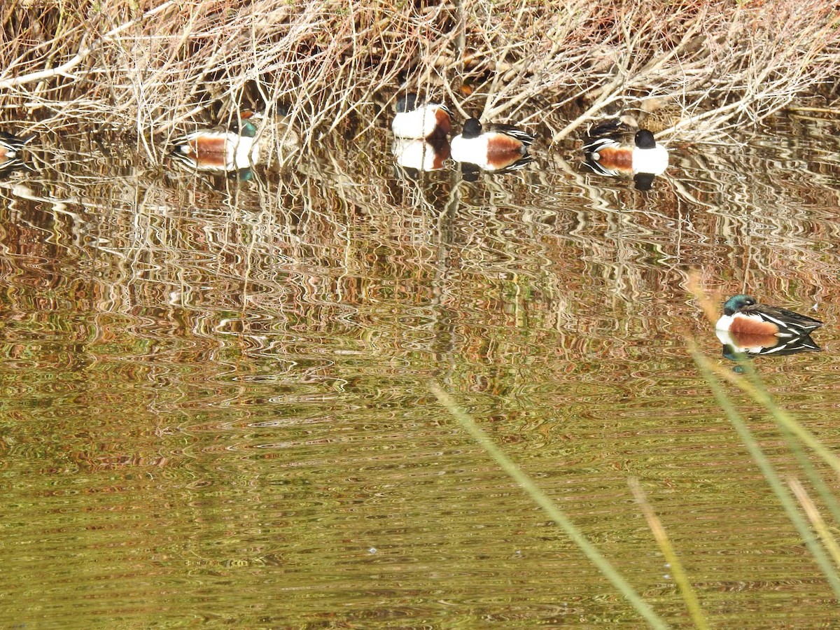 Northern Shoveler - ML646855522