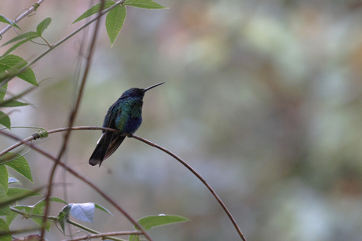 Sparkling Violetear - ML646855523